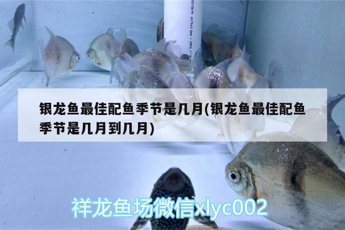 銀龍魚最佳配魚季節是幾月(銀龍魚最佳配魚季節是幾月到幾月) 銀龍魚最佳配魚季節是幾月(銀龍魚最佳配魚季節是幾月到幾月) 銀龍魚百科