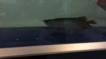 龍魚晚上關燈還是開燈養好：龍魚晚上應該關燈嗎？