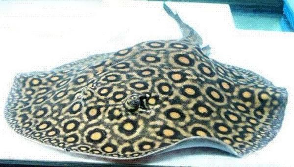 魟魚種類圖解：有聲書:[需手動填充]魚種類圖解