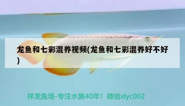 龍魚(yú)和七彩混養(yǎng)視頻(龍魚(yú)和七彩混養(yǎng)好不好)