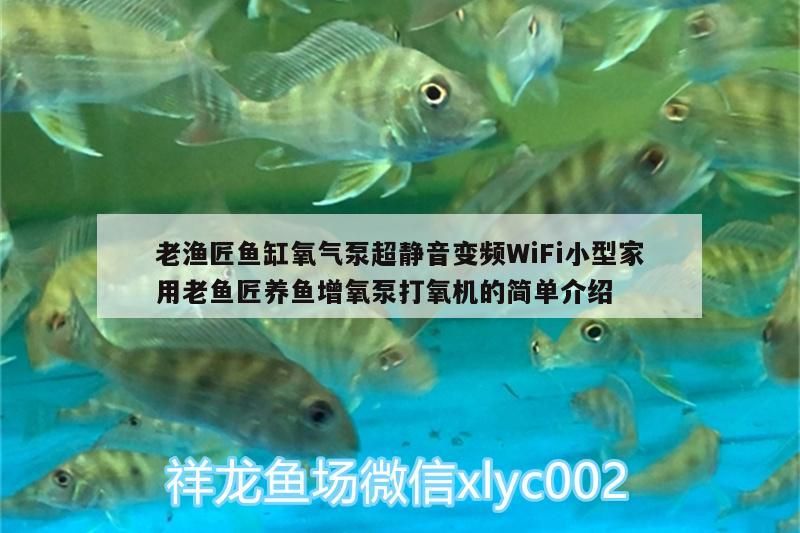 魚缸造景先放沙還是先放水(魚缸造景先鋪沙還是先放石頭) 老漁匠魚缸氧氣泵超靜音變頻WiFi小型家用老魚匠養魚增氧泵打氧機的簡單介紹 老魚匠 老漁匠魚缸氧氣泵超靜音變頻WiFi小型家用老魚匠養魚增氧泵打氧機的簡單介紹 老漁匠魚缸氧氣泵超靜音變頻WiFi小型家用老魚匠養魚增氧泵打氧機的簡單介紹 老魚匠