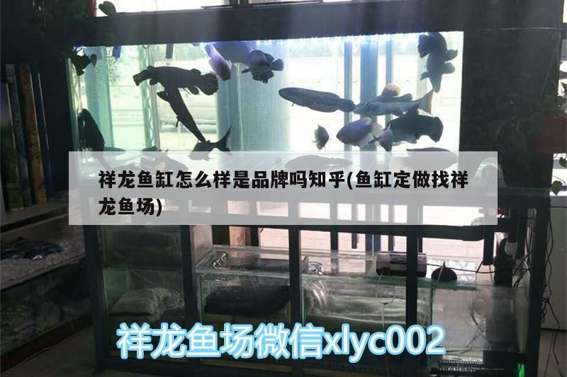 祥龍魚(yú)缸怎么樣是品牌嗎知乎(魚(yú)缸定做找祥龍魚(yú)場(chǎng)) 祥龍魚(yú)缸怎么樣是品牌嗎知乎(魚(yú)缸定做找祥龍魚(yú)場(chǎng)) vs祥龍魚(yú)場(chǎng)