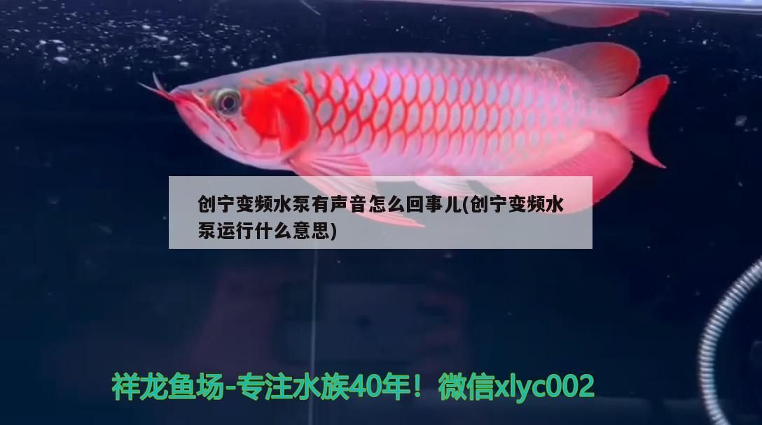 創寧變頻水泵有聲音怎么回事兒(創寧變頻水泵運行什么意思)