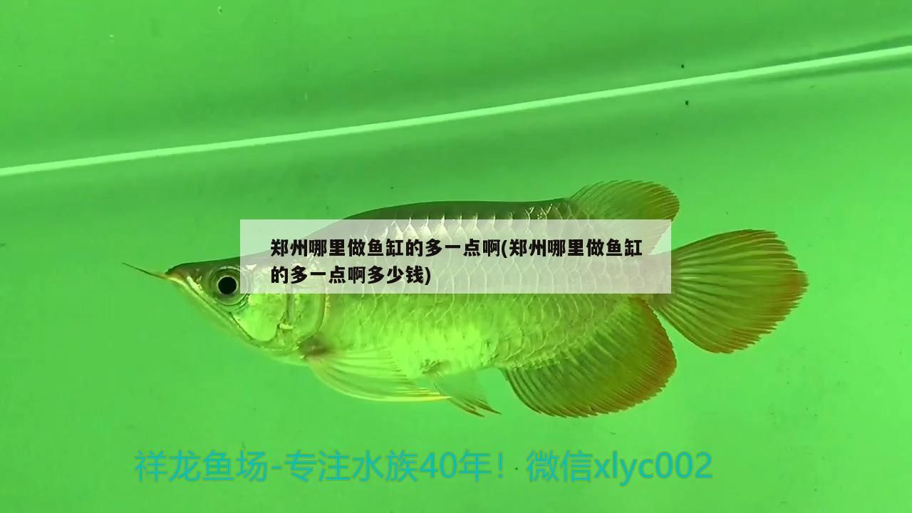 鄭州哪里做魚缸的多一點啊(鄭州哪里做魚缸的多一點啊多少錢)