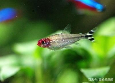 西雙版納傣族自治州可麗愛魚缸專賣店：西雙版納傣族自治州可麗愛魚缸專賣店，打造熱帶水族藝術的天堂