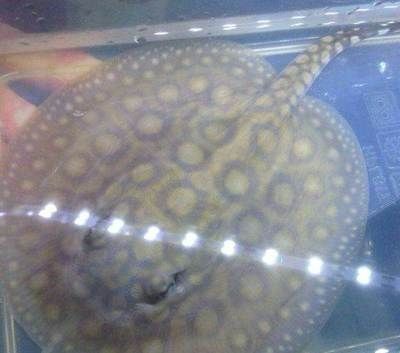 黑金魟魚價格：黑金魟魚價格受到多種因素的影響