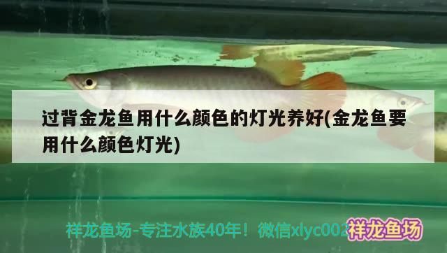 過背金龍魚用什么顏色的燈光養好(金龍魚要用什么顏色燈光)