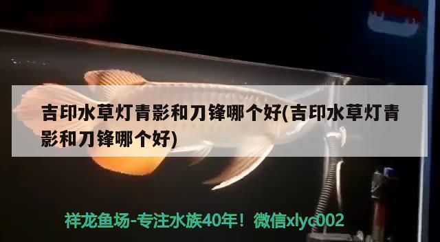 魚缸用增氧泵價格是多少:魚缸增氧機-xtrac增氧機-xtrac增氧機 吉印水草燈青影和刀鋒哪個好(吉印水草燈青影和刀鋒哪個好) 吉印水族 吉印水草燈青影和刀鋒哪個好(吉印水草燈青影和刀鋒哪個好) 吉印水草燈青影和刀鋒哪個好(吉印水草燈青影和刀鋒哪個好) 吉印水族