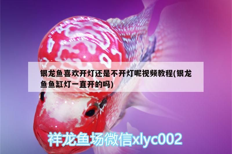 銀龍魚喜歡開燈還是不開燈呢視頻教程(銀龍魚魚缸燈一直開的嗎) 銀龍魚喜歡開燈還是不開燈呢視頻教程(銀龍魚魚缸燈一直開的嗎) 銀龍魚百科
