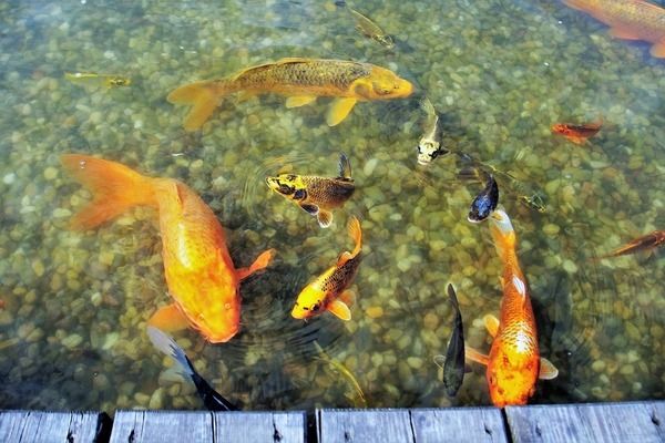 鳳凰魚能混養嗎（元寶鳳凰魚和龍魚混養）