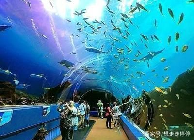 水族館建造費(fèi)用多少錢：中小型水族館選址技巧有哪些水族館設(shè)備品牌推薦