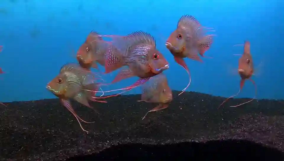 進口元寶鳳凰魚來之馬來西亞祥龍魚場：祥龍魚場中的元寶鳳凰魚，美麗兇猛，你愛了嗎？ 進口元寶鳳凰魚來之馬來西亞祥龍魚場：祥龍魚場中的元寶鳳凰魚，美麗兇猛，你愛了嗎？ 元寶鳳凰魚百科