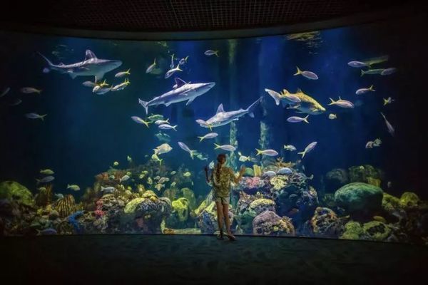 有創意的水族館名字有哪些（水族館名字怎么取取？）