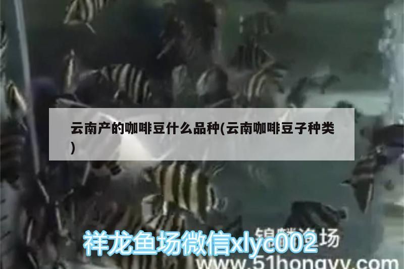 云南產的咖啡豆什么品種(云南咖啡豆子種類)