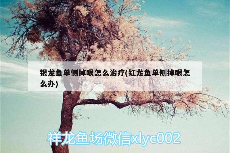 銀龍魚單側掉眼怎么治療(紅龍魚單側掉眼怎么辦) 銀龍魚單側掉眼怎么治療(紅龍魚單側掉眼怎么辦) 銀龍魚百科