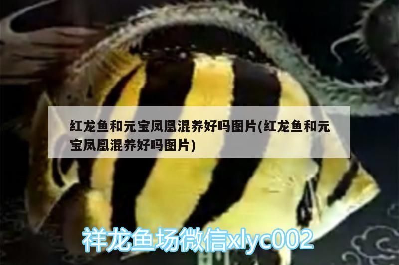 紅龍魚和元寶鳳凰混養(yǎng)好嗎圖片(紅龍魚和元寶鳳凰混養(yǎng)好嗎圖片)