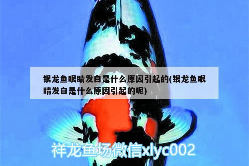 銀龍魚眼睛發(fā)白是什么原因引起的(銀龍魚眼睛發(fā)白是什么原因引起的呢) 銀龍魚眼睛發(fā)白是什么原因引起的(銀龍魚眼睛發(fā)白是什么原因引起的呢) 銀龍魚百科