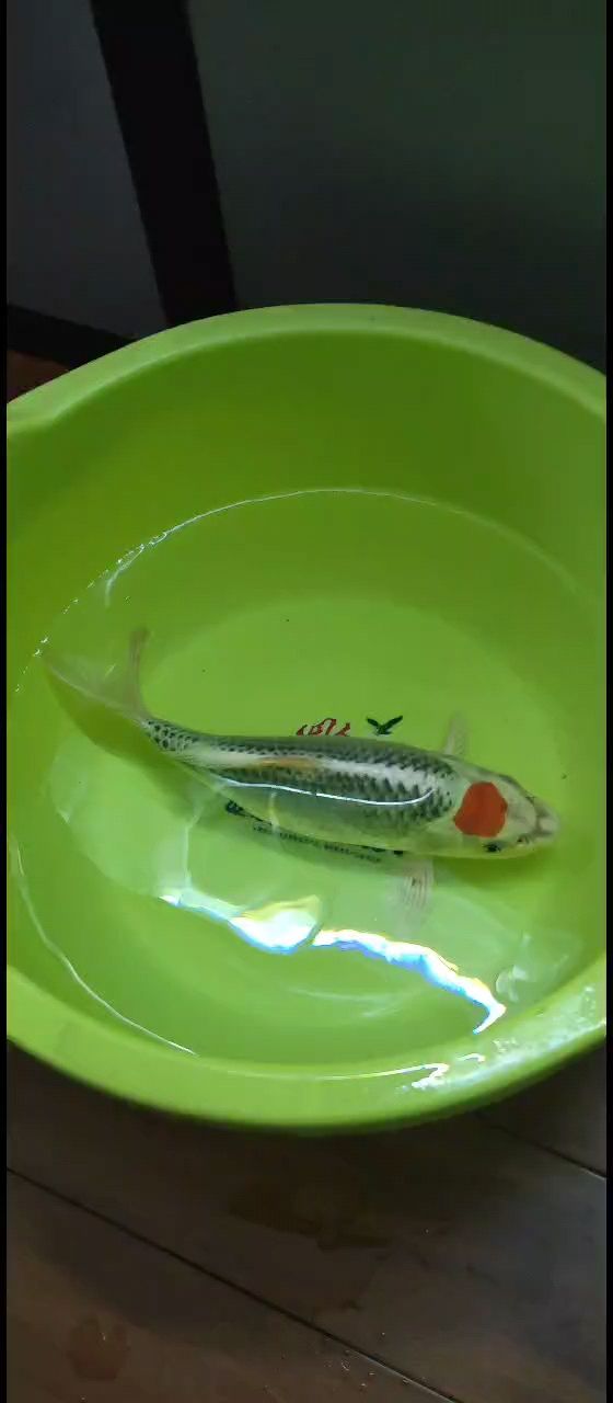 魚缸用增氧泵價格是多少:魚缸增氧機-xtrac增氧機-xtrac增氧機 記錄一下,歡迎回家。 龍魚論壇 記錄一下,歡迎回家。 記錄一下,歡迎回家。 龍魚論壇
