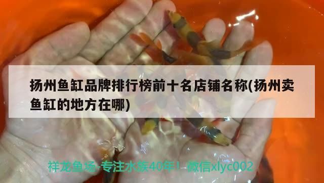 揚州魚缸品牌排行榜前十名店鋪名稱(揚州賣魚缸的地方在哪)