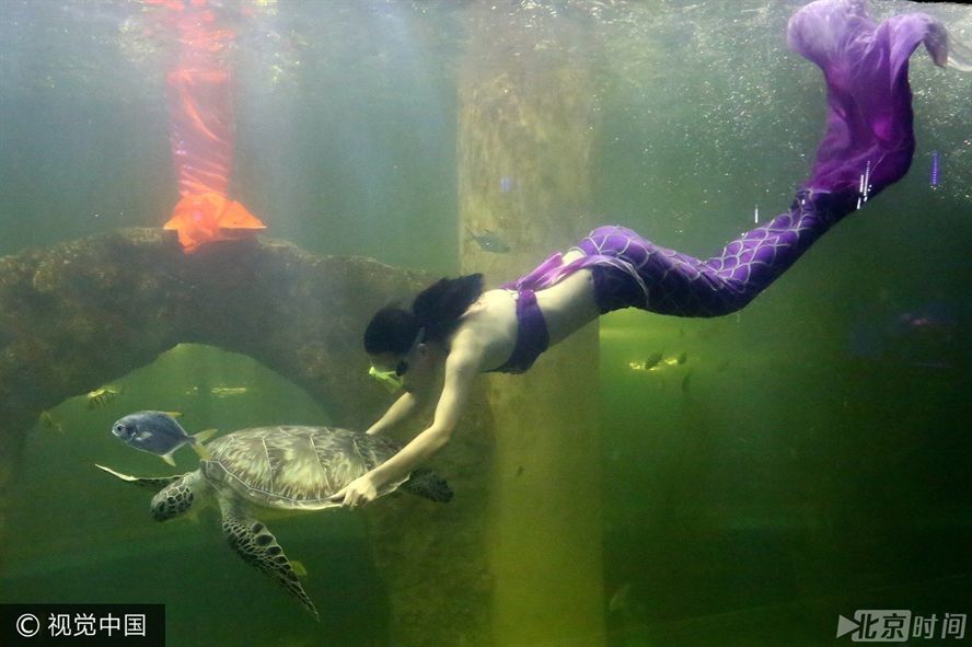 開水族館需要多少錢一個月(開設一個水族館所需費用的大概概覽) 水族館百科(水族館加盟) 第5張 開水族館需要多少錢一個月(開設一個水族館所需費用的大概概覽) 開水族館需要多少錢一個月(開設一個水族館所需費用的大概概覽) 水族館百科(水族館加盟) 第5張