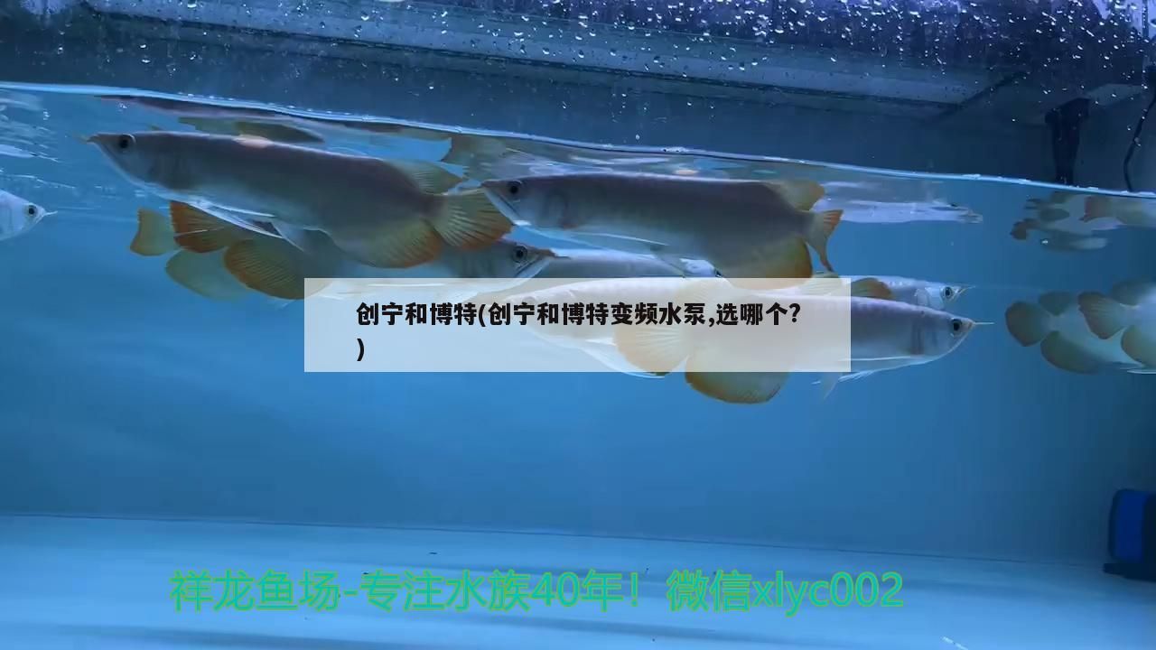 創(chuàng)寧和博特(創(chuàng)寧和博特變頻水泵,選哪個?)