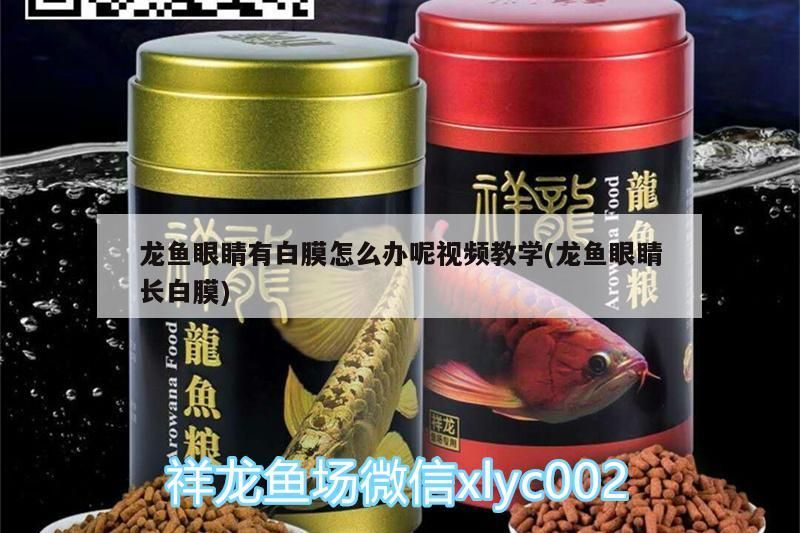 龍魚眼睛有白膜怎么辦呢視頻教學(龍魚眼睛長白膜)
