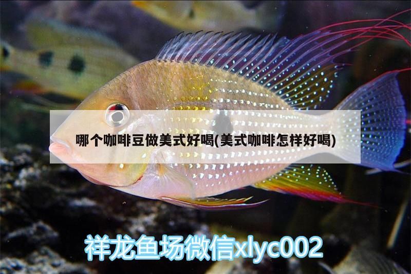 哪個咖啡豆做美式好喝(美式咖啡怎樣好喝)