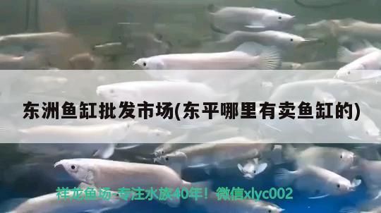 東洲魚缸批發(fā)市場(東平哪里有賣魚缸的) 東洲魚缸批發(fā)市場(東平哪里有賣魚缸的) 豬鼻龜百科