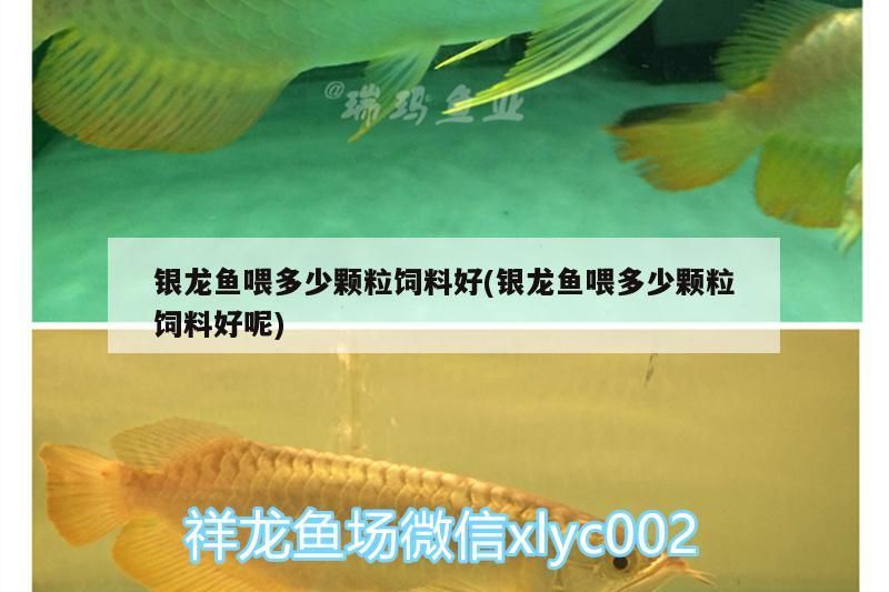 銀龍魚喂多少顆粒飼料好(銀龍魚喂多少顆粒飼料好呢) 銀龍魚喂多少顆粒飼料好(銀龍魚喂多少顆粒飼料好呢) 銀龍魚百科