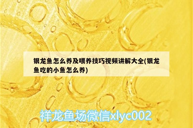 銀龍魚怎么養及喂養技巧視頻講解大全(銀龍魚吃的小魚怎么養) 銀龍魚怎么養及喂養技巧視頻講解大全(銀龍魚吃的小魚怎么養) 銀龍魚百科