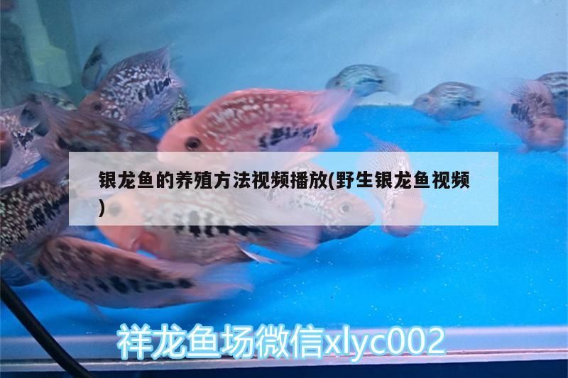 銀龍魚的養(yǎng)殖方法視頻播放(野生銀龍魚視頻)