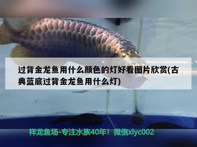 過背金龍魚用什么顏色的燈好看圖片欣賞(古典藍(lán)底過背金龍魚用什么燈)