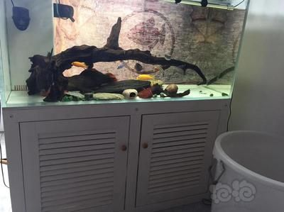 50的魚缸養多大的魚好看：50厘米的魚缸適合養什么魚