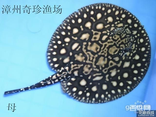皇冠黑金魟魚長大什么樣：皇冠黑金魟魚的成長過程中可能會經歷外觀上的變化