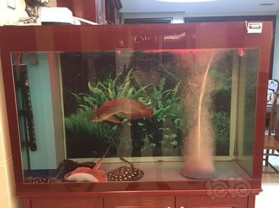 皇冠黑金魟魚長大什么樣：皇冠黑金魟魚的成長過程中可能會經歷外觀上的變化