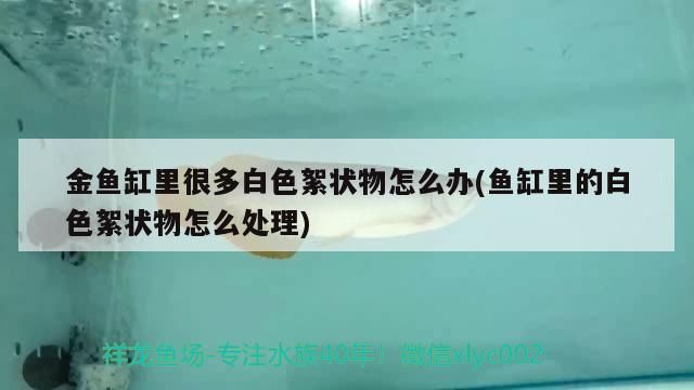龍魚干蝦有營養嗎 金魚缸里很多白色絮狀物怎么辦(魚缸里的白色絮狀物怎么處理) 元寶鳳凰魚百科 金魚缸里很多白色絮狀物怎么辦(魚缸里的白色絮狀物怎么處理) 金魚缸里很多白色絮狀物怎么辦(魚缸里的白色絮狀物怎么處理) 元寶鳳凰魚百科