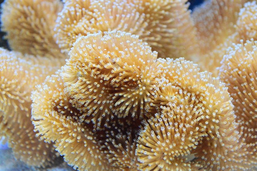 魚缸底砂厚度計算公式圖（魚缸底砂厚度多少合適）