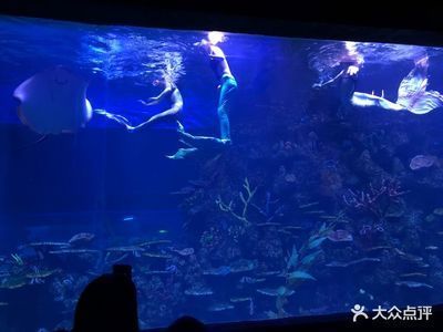 水族館里魚的種類圖片和介紹（水族館中常見的幾種魚類及其特點，水族館魚類及其特點）