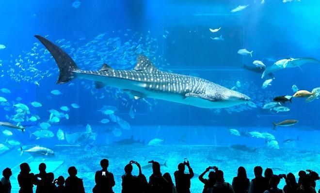 水族館里魚的種類圖片和介紹（水族館中常見的幾種魚類及其特點，水族館魚類及其特點）