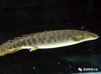 龍魚活化石:龍魚,被譽為“魚類活化石” 龍魚百科 第1張 龍魚活化石:龍魚,被譽為“魚類活化石” 龍魚活化石:龍魚,被譽為“魚類活化石” 龍魚百科 第1張