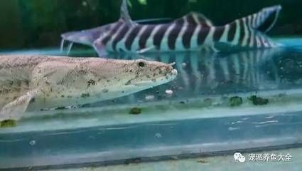 龍魚活化石:龍魚,被譽為“魚類活化石” 龍魚百科 第3張 龍魚活化石:龍魚,被譽為“魚類活化石” 龍魚活化石:龍魚,被譽為“魚類活化石” 龍魚百科 第3張