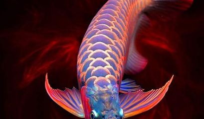 紅龍魚苗性別鑒別方法:紅龍魚苗性別鑒別 紅龍魚百科 第4張 紅龍魚苗性別鑒別方法:紅龍魚苗性別鑒別 紅龍魚苗性別鑒別方法:紅龍魚苗性別鑒別 紅龍魚百科 第4張