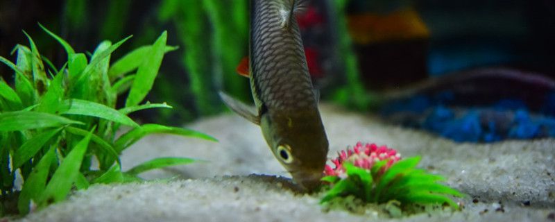 養魚有什么講究怎么養長得更好