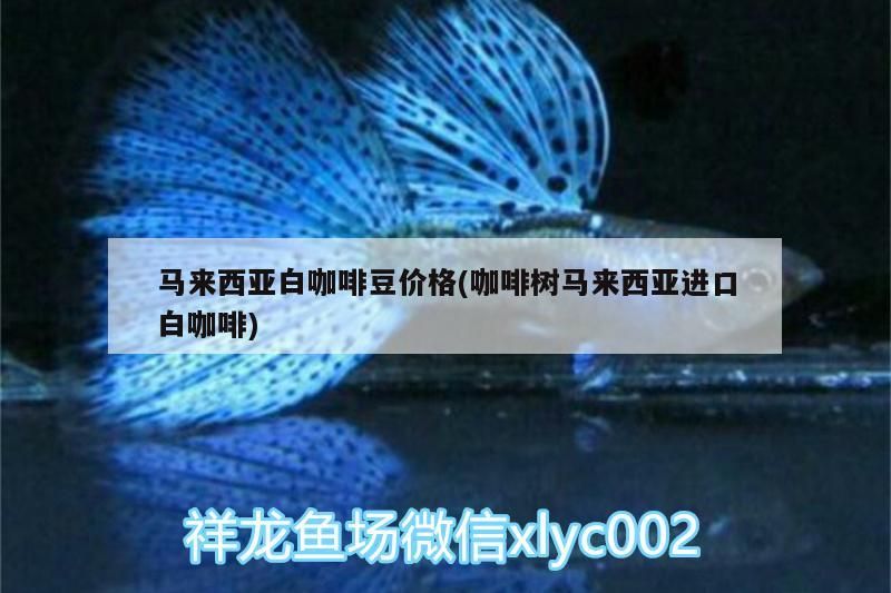 馬來西亞白咖啡豆價格(咖啡樹馬來西亞進口白咖啡) 馬來西亞白咖啡豆價格(咖啡樹馬來西亞進口白咖啡) 馬來西亞咖啡