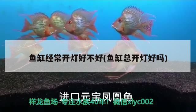 金魚缸里的水渾濁怎么辦加什么變清澈了(金魚缸里的水渾濁怎么辦加什么變清澈了)
