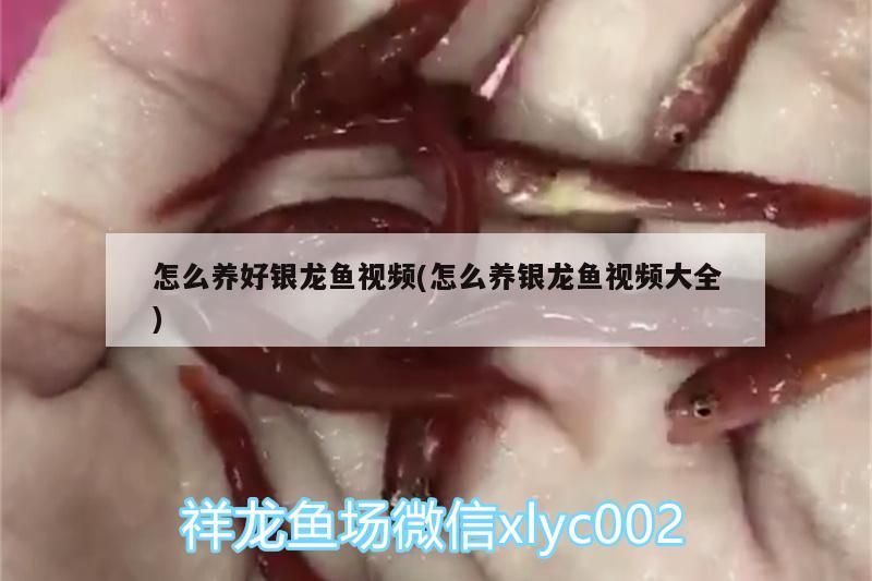 怎么養好銀龍魚視頻(怎么養銀龍魚視頻大全) 怎么養好銀龍魚視頻(怎么養銀龍魚視頻大全) 銀龍魚百科