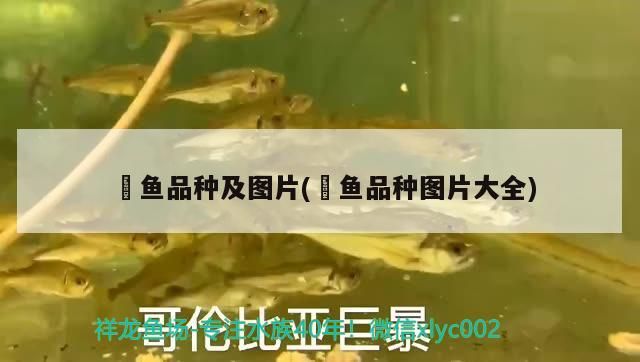魟魚品種及圖片(魟魚品種圖片大全) 魟魚品種及圖片(魟魚品種圖片大全) 速倍妥魚糧魚藥