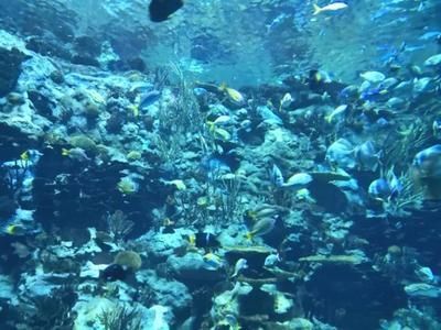 精晶魚缸廠址，精晶魚缸廠址介紹，jebo佳寶晶金魚缸廠址 精晶魚缸廠址，精晶魚缸廠址介紹，jebo佳寶晶金魚缸廠址 觀賞魚百科 第2張
