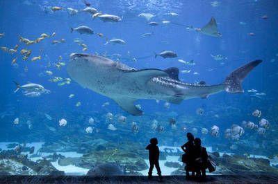 世界十大水族館：世界十大水族館之一，世界上最大的水族館之一，游客超2000萬
