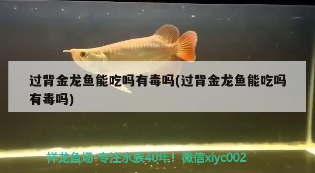 魚缸造景先放沙還是先放水(魚缸造景先鋪沙還是先放石頭) 過背金龍魚能吃嗎有毒嗎(過背金龍魚能吃嗎有毒嗎) 金龍魚百科 過背金龍魚能吃嗎有毒嗎(過背金龍魚能吃嗎有毒嗎) 過背金龍魚能吃嗎有毒嗎(過背金龍魚能吃嗎有毒嗎) 金龍魚百科